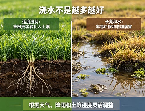 新草坪需要每天浇水吗?多伦多天然草坪浇水与养护完整指南(图1) 18.jpg
