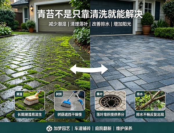 铺砖长青苔怎么办？原因分析、清洁方法与预防技巧