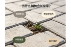 如何防止铺砖杂草生长？车道与庭院铺砖防草